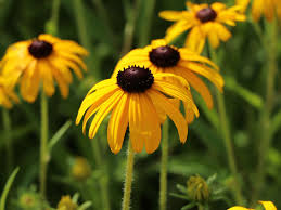 Image result for Sonnenhut