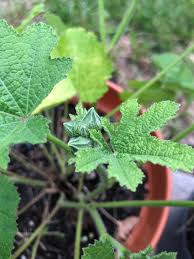 Attēlu rezultāti vaicājumam “Alcea rosea bud”