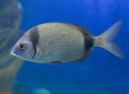Image result for Diplodus vulgaris