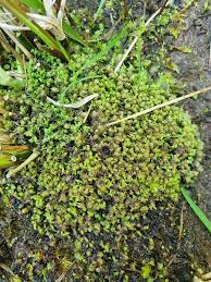 Attēlu rezultāti vaicājumam “Scapania irrigua”