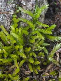 Attēlu rezultāti vaicājumam “Eurhynchiastrum pulchellum”