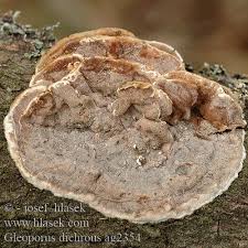 Attēlu rezultāti vaicājumam “Gloeoporus dichrous”