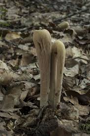 Attēlu rezultāti vaicājumam “Clavariadelphus pistillaris”