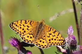Attēlu rezultāti vaicājumam “Argynnis aglaja”