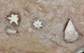 Attēlu rezultāti vaicājumam “Bryozoa”