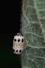 Attēlu rezultāti vaicājumam “Ichneumonidae cocoon”