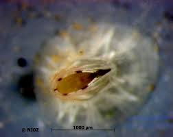 Attēlu rezultāti vaicājumam “Balanus improvisus”