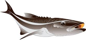 Image result for Rachycentron canadum