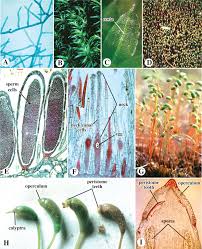 Attēlu rezultāti vaicājumam “Ptilidium pulcherrimum sporophyte”