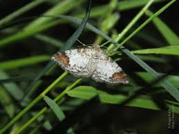 Attēlu rezultāti vaicājumam “Venusia blomeri”