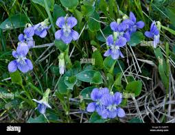 Attēlu rezultāti vaicājumam “Viola canina leaf”