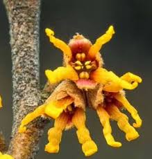 Attēlu rezultāti vaicājumam “Hamamelis vernalis flower”