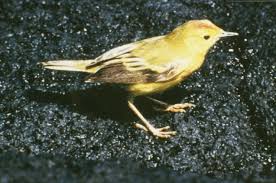 Image result for Dendroica petechia