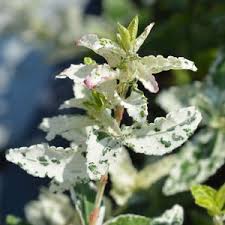 Attēlu rezultāti vaicājumam “Euonymus flower”
