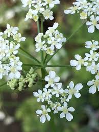 Attēlu rezultāti vaicājumam “Anthriscus sylvestris flower”