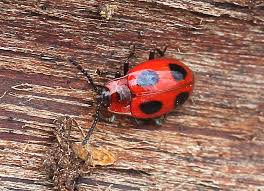 Attēlu rezultāti vaicājumam “Endomychus coccineus”