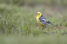 Attēlu rezultāti vaicājumam “Motacilla citreola male”