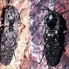 Attēlu rezultāti vaicājumam “Elateridae”