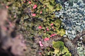 Attēlu rezultāti vaicājumam “Illosporiopsis christiansenii”