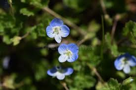 Attēlu rezultāti vaicājumam “Veronica persica flower”