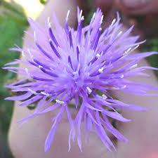 Attēlu rezultāti vaicājumam “Centaurea stoebe bud”