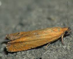 Attēlu rezultāti vaicājumam “Lathronympha strigana”