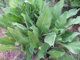 Attēlu rezultāti vaicājumam “Inula helenium leaf”