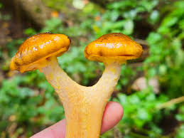 Attēlu rezultāti vaicājumam “Armillaria sp.”