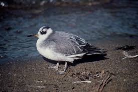 Attēlu rezultāti vaicājumam “Phalaropus fulicarius”