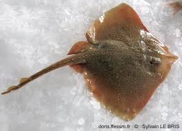 Image result for Raja asterias