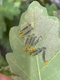 Attēlu rezultāti vaicājumam “Caliroa annulipes larva”