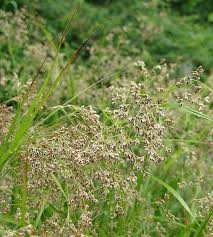 Attēlu rezultāti vaicājumam “Luzula luzuloides”