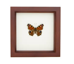 Attēlu rezultāti vaicājumam “Inachis io underside”