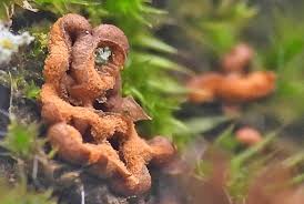 Attēlu rezultāti vaicājumam “Hemitrichia sordivesiculosa macro”