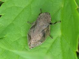 Attēlu rezultāti vaicājumam “Lepyronia coleoptrata”