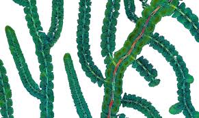 Attēlu rezultāti vaicājumam “Rhodophyta”