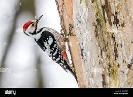 Attēlu rezultāti vaicājumam “Dendrocopos leucotos”