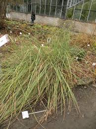 Attēlu rezultāti vaicājumam “Cladium mariscus”