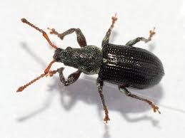 Attēlu rezultāti vaicājumam “Phyllobius”