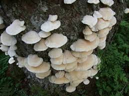 Attēlu rezultāti vaicājumam “Climacocystis borealis”