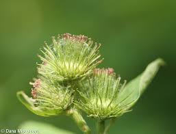 Attēlu rezultāti vaicājumam “Arctium nemorosum”