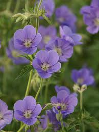 Image result for Geranium `Sandrine`