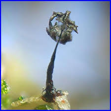 Attēlu rezultāti vaicājumam “Barbeyella minutissima macro”