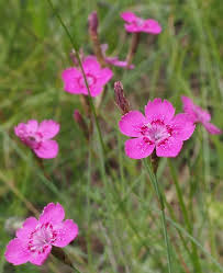 Attēlu rezultāti vaicājumam “Dianthus deltoides bud”