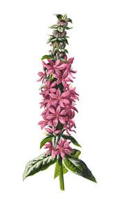 Attēlu rezultāti vaicājumam “Lythrum salicaria flower”