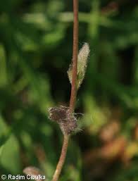 Attēlu rezultāti vaicājumam “Draba nemorosa fruit”