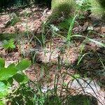 Attēlu rezultāti vaicājumam “Luzula luzuloides fruit”