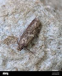 Attēlu rezultāti vaicājumam “Borkhausenia minutella”