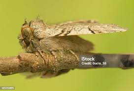 Attēlu rezultāti vaicājumam “Achlya flavicornis”