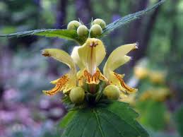 Attēlu rezultāti vaicājumam “Lamiastrum galeobdolon”